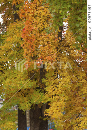 台湾楓（タイワンフウ）の紅葉 69973497