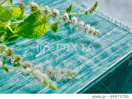 ターコイズブルー 爽やかミントの花の写真素材