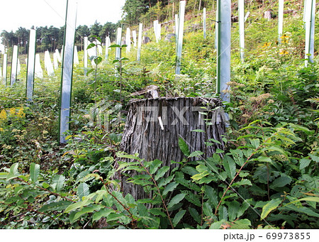 森林伐採後の植林と苗木の保護チューブ 69973855
