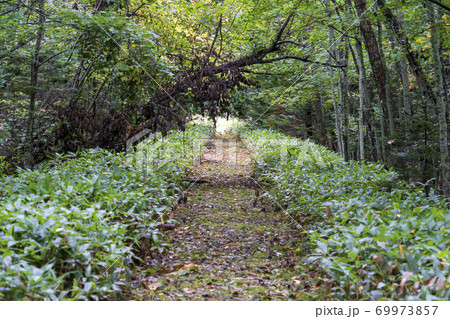 雨の旧国鉄士幌線跡　北海道上士幌町 69973857