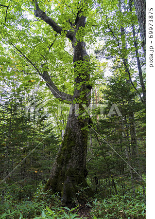 タウシュベツ川橋梁展望台近くのミズナラの巨木　北海道上士幌町 69973875