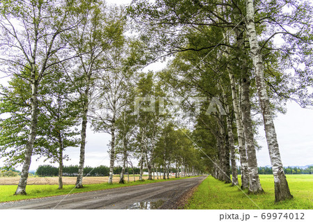 十勝牧場 白樺並木道 北海道音更町 十勝牧場 白樺並木道 北海道音更町 69974012