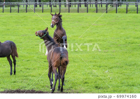 夕暮れの競走馬の牧場 夜間放牧の仔馬 イメージ 北海道 夕暮れの競走馬の牧場 夜間放牧の仔馬 イメージ 北海道 69974160