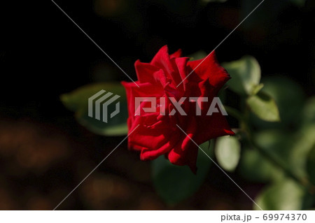 荒尾市 おもやい市民花壇 バラの花、 荒尾市 おもやい市民花壇 バラの花、 69974370