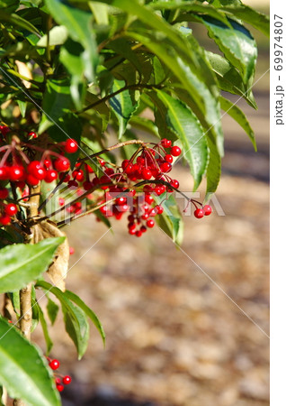 マンリョウ 69974807