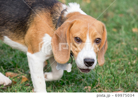 Careful English Beagle Puppy In The Autumn Park の写真素材