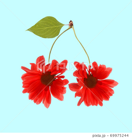 Contemporary art collage. Red flowers marguerite as cherry on blue background. Contemporary art collage. Red flowers marguerite as cherry on blue background. 69975244