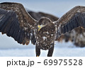オジロワシ 若鳥【北海道 知床】 69975528