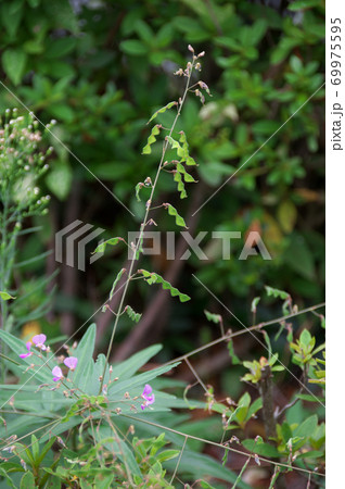 アレチヌスビトハギ 69975595