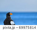 オオワシ【北海道 知床】 69975814