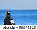 オオワシ【北海道 知床】 69975815