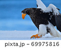 オオワシ【北海道 知床】 69975816
