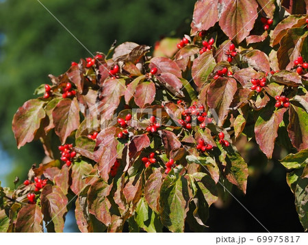 ハナミズキの赤い実と紅葉した葉の写真素材