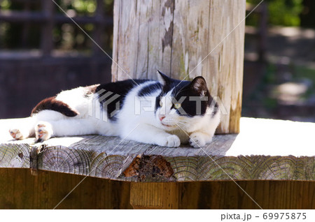 公園の猫 69975875