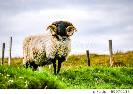 Impressive blackface sheep with huge horns in County Donegal - Ireland 69976158