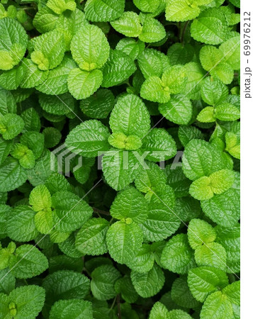 pilea nummulariifolia,Creeping Charlie, Green leaf background 69976212