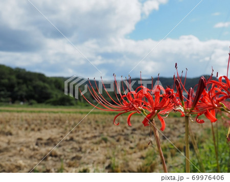稲刈りの終わった畦で咲くヒガンバナの花 69976406