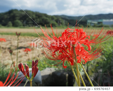 稲刈りの終わった畦で咲くヒガンバナの花 69976407