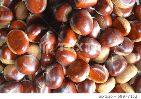 栗　天然栗　秋の味覚 69977152
