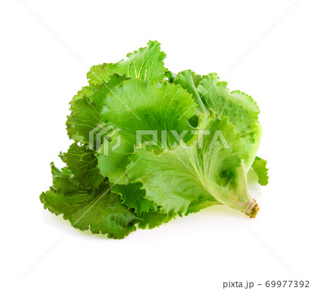 Butter head Lettuce isolated on white background Butter head Lettuce isolated on white background 69977392