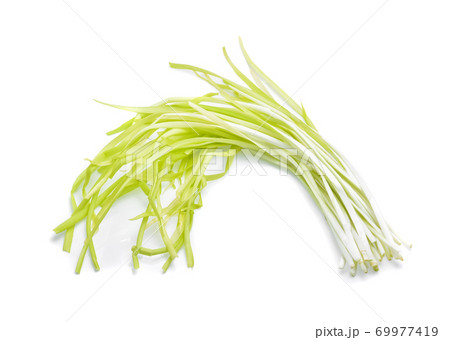 garlic chives isoalted on white background garlic chives isoalted on white background 69977419