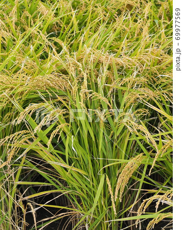 農業イメージ（稲作） 69977569