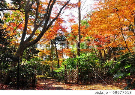 横浜市 俣野別邸庭園の紅葉 横浜市 俣野別邸庭園の紅葉 69977618
