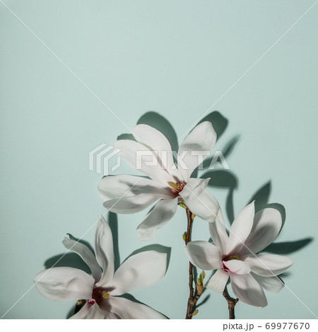 Beautiful pink magnolia flowers on blue background. Top view. flat lay. Spring minimalistic concept 69977670