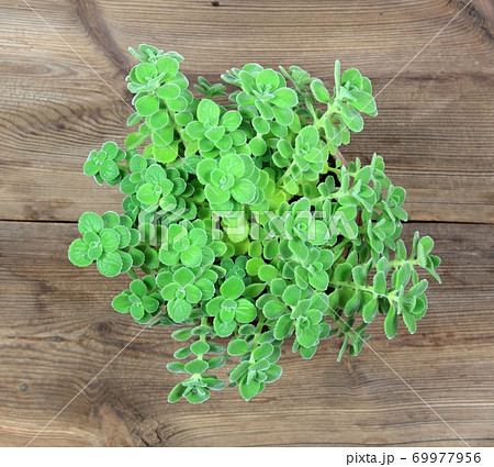 Potted indian borage, Plectranthus amboinicus or spur  flower 69977956