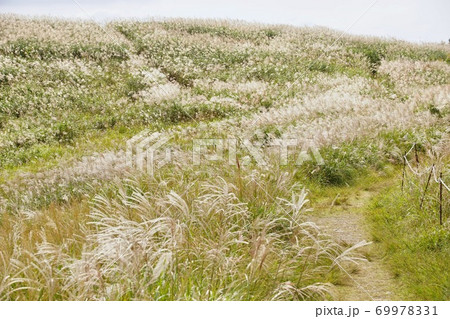 秋の生石高原　ススキの草原　和歌山県海草郡紀美野町 69978331