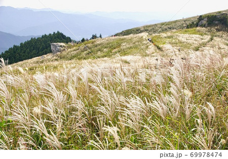 秋の生石高原　ススキの草原　和歌山県海草郡紀美野町 69978474