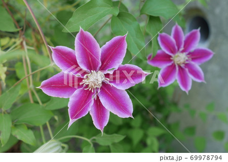 クラマチス ドクターラッペル クラマチス ドクターラッペル 69978794