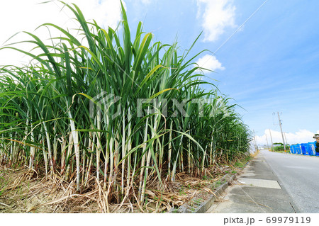 道沿いのさとうきび畑 道沿いのさとうきび畑 69979119