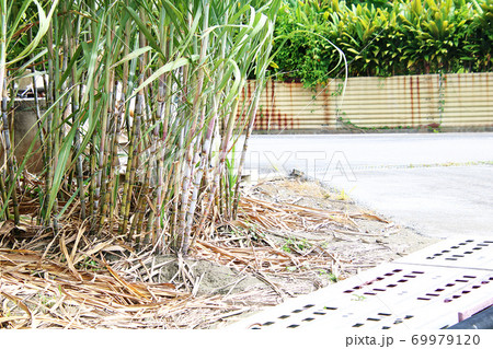 道沿いのさとうきび畑 69979120