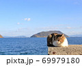 昼寝猫 69979180