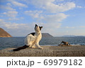 島ネコ 69979182