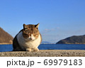 眠り猫 69979183