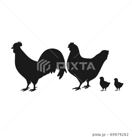 chicken Silhouettes isolated on white vector chicken Silhouettes isolated on white vector 69979262