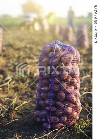 A potato mesh bag of on ground after harvest. Harvesting organic vegetables in autumn. Agroindustry and agribusiness. Collection, packaging and transportation. Farming and growing food. A potato mesh bag of on ground after harvest. Harvesting organic vegetables in autumn. Agroindustry and agribusiness. Collection, packaging and transportation. Farming and growing food. 69979276