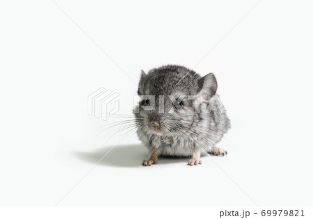 one small gray mouse on a white background close up one small gray mouse on a white background close up 69979821