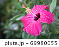 ハイビスカスの雫 69980055