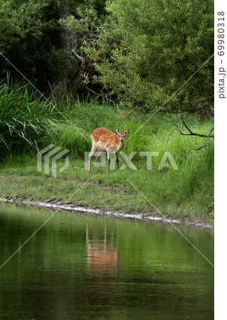 釧路湿原 エゾシカ 釧路川 釧路湿原 エゾシカ 釧路川 69980318