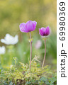 かわいらしい紫色の花 69980369