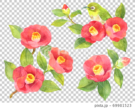 水彩さまざまな椿の花のイラスト素材