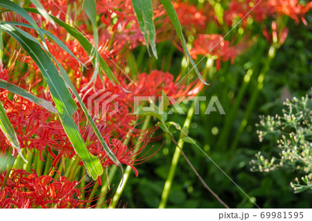 日に照らされる森の彼岸花 日に照らされる森の彼岸花 69981595