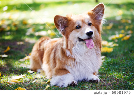 corgi fluffy portrait corgi fluffy portrait 69981979