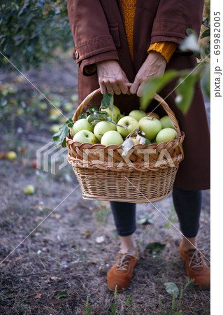 girl holds basket with juicy apples in the garden girl holds basket with juicy apples in the garden 69982005