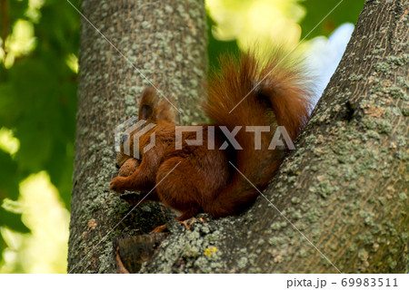 Red fluffy squirrel in a autumn forest. Curious red fur animal among dried leaves. 69983511