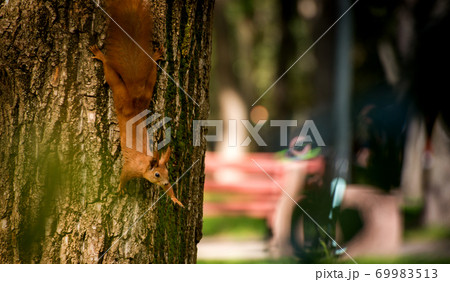 Red fluffy squirrel in a autumn forest. Curious red fur animal among dried leaves. 69983513