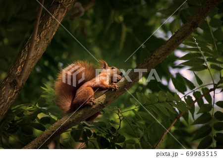 Red fluffy squirrel in a autumn forest. Curious red fur animal among dried leaves. 69983515